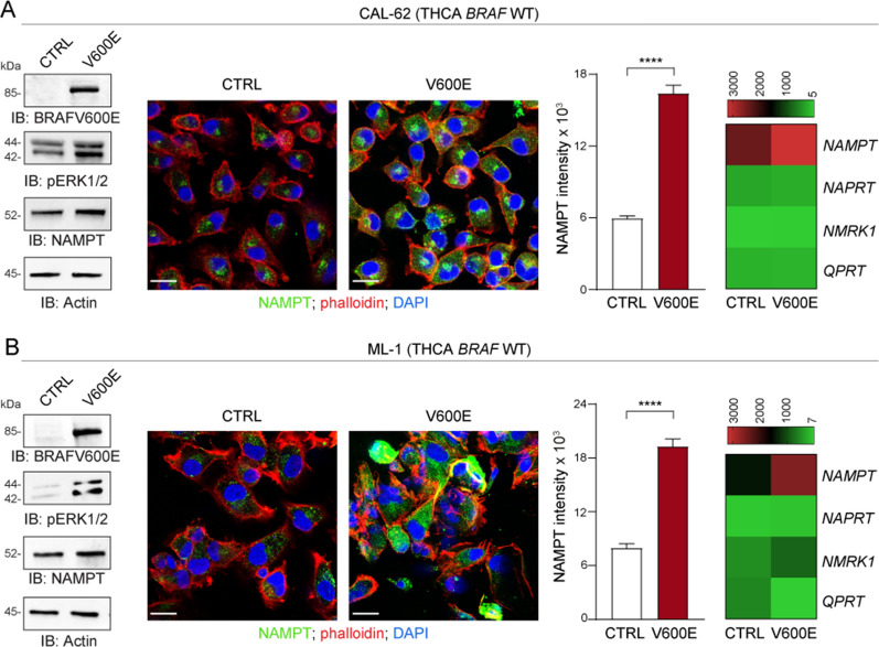 BRAF oncogenic pathway activation selectively up-regulates NAMPT expression in THCA. A, B BRAF WT THCA cell lines CAL-62 (A) and ML-1 (B) were infected with a lentivirus carrying the BRAF V600E construct. A control (CTRL) vector was used as comparison. Panels on the left show representative western blot analysis of BRAF V600E, phosphorylated (p)ERK1/2 and NAMPT expression. Actin was used as loading control. In the middle of the Figure NAMPT expression (green fluorescence), evaluated by confocal staining (original magnification ×63, scale bar: 25 µm). Histogram plots represent cumulative data of NAMPT expression (intensity) measured from at least 3 different fields of 3 pictures of 3 independent confocal experiments comparing CTRL (white bar) vs. V600E cells (red bar). Statistical significance was calculated using Mann–Whitney test. Heatmaps on the right show cumulative data of qRT-PCR analysis of the expression of NBEs i.e., NAMPT/NAPRT/NMRK1/QPRT (mean of at least 5 independent experiments) in all cell line variants. Data in the Figure are presented as the mean ± SEM. Significance was represented as: *p ≤ 0.05, **p ≤ 0.01, ***p ≤ 0.001, ****p ≤ 0.0001