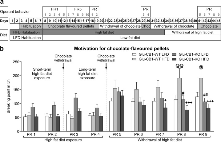 Increased motivation to obtain palatable food after HFD withdrawal is blunted in Glu-CB1-KO mice.a Experimental sequence to study motivation for chocolate-flavored pellets in Glu-CB1-WT and Glu-CB1-KO mice exposed to LFD and HFD. Mice were habituated to LFD or HFD and to chocolate-flavored pellets 1 week before the start of the operant behavior. Then, mice were trained for operant conditioning maintained by chocolate-flavored pellets under a fixed ratio (FR) 1 schedule of reinforcement on 1-h daily sessions during 5 days followed by 5 days of FR5 schedule of reinforcement paired with the presentation of a cue-light. After FR training, mice were exposed to two PR sessions followed by 9 days of chocolate-flavored pellets withdrawal and to two PR sessions more. After a period of 7–10 days of HFD and chocolate withdrawal, mice were tested again in the PR schedule during five consecutive days. b Motivation for chocolate-flavored pellets during high-fat diet exposure and high-fat diet withdrawal. Breaking point achieved in each 5 h progressive ratio session. Newman–Keuls post hoc test following two-way ANOVA, @p < 0.05, @@p < 0.01, LFD/Glu-CB1-WT vs HFD/Glu-CB1-WT; #p < 0.05, ##p < 0.01, HFD/Glu-CB1-WT vs LFD /Glu-CB1-KO; +p < 0.05, +++p < 0.001, HF/Glu-CB1-WT vs HFD/Glu-CB1-KO. Data are expressed as mean ± SEM; 15–26 mice per group.