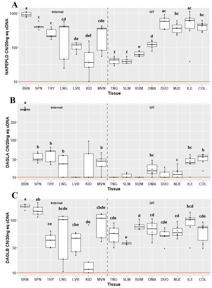 Gene expression of endocannabinoid synthesis enzymes NAPEPLD (A), DAGLA (B) and DAGLB (C) in internal organ and gastrointestinal tissues (GIT). Data are presented as median transcript copy number (CN) per 20 ng of equivalent cDNA. Abbreviations BRN = brain, SPN = spleen, THY = thyroid, LNG = lung, LVR = liver, KID = kidney, MVN = mesenteric vein, TNG = tongue, SLM = sublingual mucosa, RUM = rumen, OMA = omasum, DUO = duodenum, MJE = mid-jejunum, ILE = ileum, COL = colon. Unique letters between tissues indicate significance (P < 0.05)