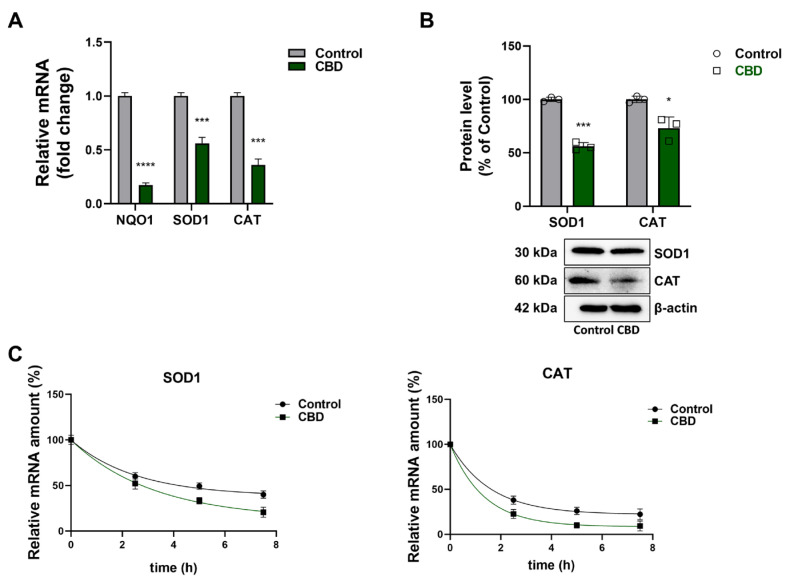 Effect of CBD on NRF2 target gene expression levels. (A) Analysis of SOD1, CAT, and NQO1 mRNA abundance normalized against the internal standard GAPDH mRNA. The results were expressed by normalizing the values to the control group, whose mean value was set to 1. (B) Western blot and densitometric analysis with values representing relative optical density after normalization to β-actin expression. (C) Half-life of SOD1 e CAT mRNA after normalization to 18S rRNA. Results are expressed as mean ± SD. The results were expressed as a percentage relative to the control group, which was set as the reference at 100%. Experiments were repeated three times independently (n = 3). * p < 0.05, *** p < 0.001 and **** p < 0.0001 compared with control.