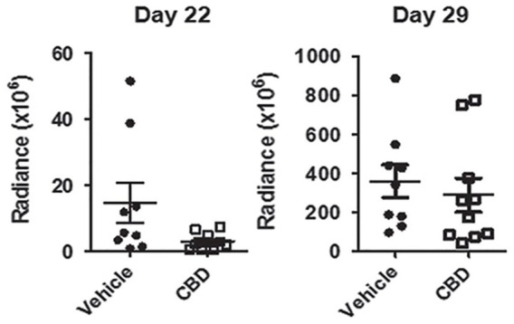 Bio-layer interferometry (BLI) measurements demonstrating an initial response to CBD (decrease in tumor after 3 weeks) and subsequent tumor resistance to treatment 1 week later (after 4 weeks) 50 (republished after obtaining permission from the author and journal).