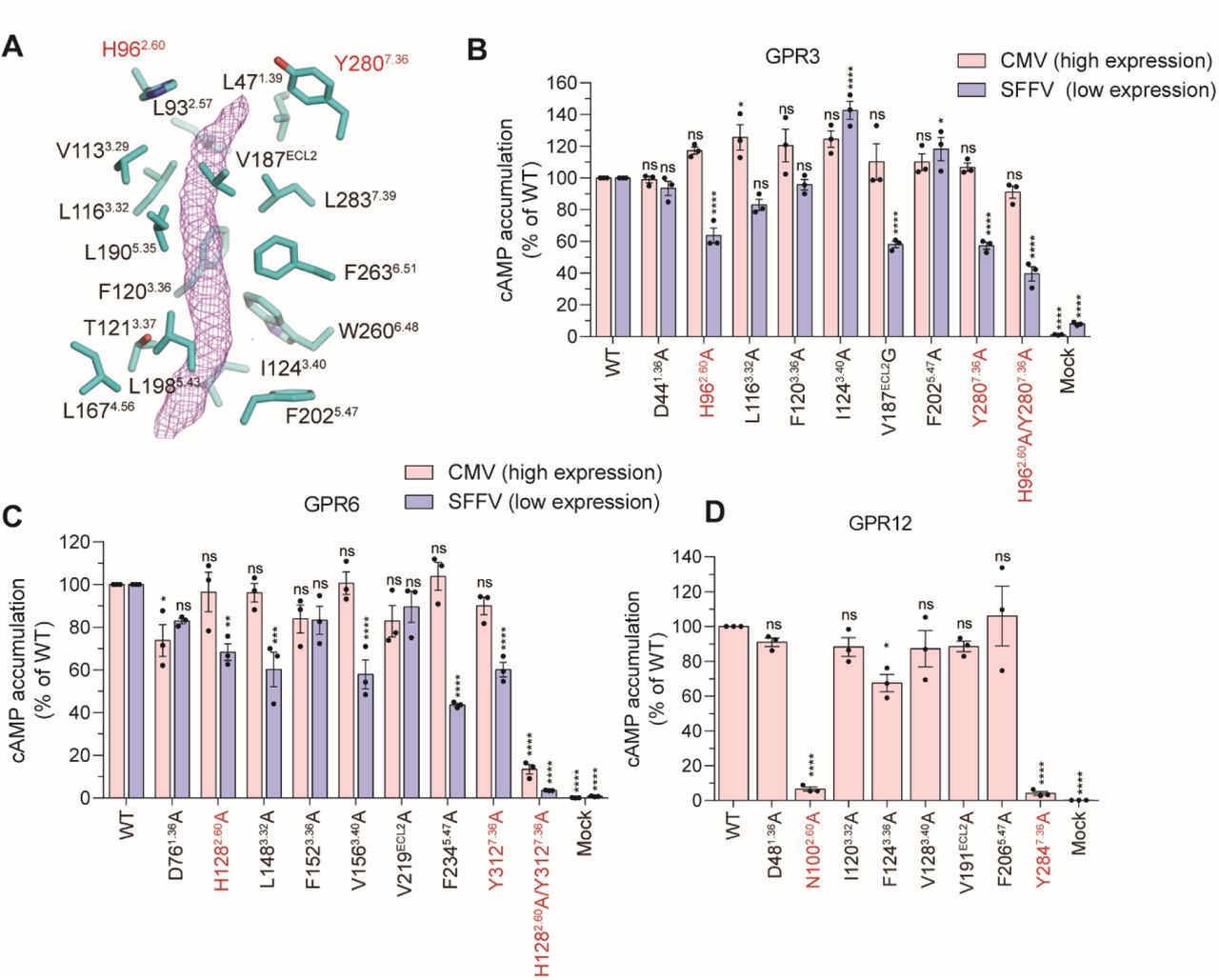 Putative endogenous lipid-binding site(A) GPR3 residues in close proximity to the EM density corresponding to endogenous lipids are shown as stick representations. Two polar residues, H962.60 and Y2807.36 are labelled in red.(B-C) Effect of mutations in the putative lipid-binding site on cAMP levels in cells expressing GPR3 (B) or GPR6 (C) mutants, driven by the CMV and SFFV promoters.(D) Effect of mutations in the putative lipid-binding site of GPR12 on cAMP levels in cells expressing GPR12 mutants under the CMV promoter. All cAMP levels were measured using the cAMP accumulation assay and normalized as a percentage of the wild-type (WT) levels.