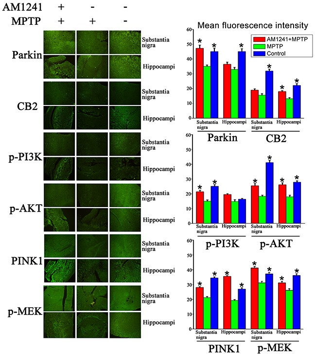 Immuno staining and quantification graphs of Parkin, CB2, p-AKT, p-PI3k, PINK1 and MEK in substantianigra and hippo of control mice, mice exposed to MPTP, mice exposed to MPTP and treated with AM1241AM1241 treatment restored the decrease of expressions of these proteins in substantianigra and hippo of mice exposed to MPTP. The values were represented as the means ± S.E.M.