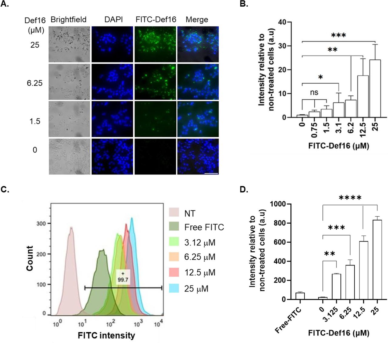 Characterization of Def16 penetration into HeLa cells by confocal imaging and flow cytometry analysis.(A) Representative confocal images of HeLa cells treated with variable concentrations of FITC-Def16. Cells were incubated with indicated FITC-Def16 concentrations for two hours at 37 °C, followed by PBS washing and subsequent fixation with 4% PFA and post-fixation staining with DAPI. Images of cells were taken by confocal microscopy, visualizing FITC-Def16 (green) and DAPI (Blue). Scale bar: 100 µm. (B) Quantification of FITC-Def16 fluorescence intensity. Bars show the mean green fluorescence intensity relative to non-treated cells and normalized to the number of cells. Values were measured using Color Threshold tab in Fiji. Values shown here are mean ± SD of three replicates. ns -non-significance, *:p<0.05, **:p<0.01, ***:p<0.005. (C) Quantification of FITC-Def16 peptide uptake by cells. HeLa cells were incubated with variable FITC-Def16 peptide concentrations for 2 hours, washed, treated with trypsin (0.25%) and subjected to flow cytometry. Diagram representing the uptake of the FITC-containing cells based on the flow cytometry analysis of three independent experiments. Free FITC concentration -25 µM. The horizontal bar and number indicate the percentage of gated FITC-positive cells treated with 25 µM of FITC-Def16. (D) Quantitative evaluation of flow cytometry signal intensity. Values were measured using FloJo flow cytometry software. Mean and SD values are calculated from three replicates. **:p<0.005, ***:p<0.0005, ****:p<0.0001.