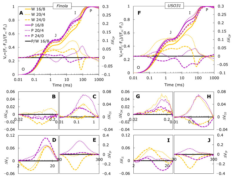 Differences in the shapes and amplitudes of OJIP transient curves measured in Cannabis cultivars Finola and USO31 exposed to 16/8, 20/4, and 24/0 photoperiods and grown under white and purple light are presented as kinetics of relative variable fluorescence Vt and as difference kinetics ΔVOP (A,F). Difference kinetics ΔVt, for individual bands, L (B,G), K (C,H), H (D,I), and G (E,J) are plotted at different time ranges. Each curve represents the average of five measurements (n = 5) per treatment. The 16/8 photoperiods were used as referent values for each cultivar and growth light. The O, J, I, and P steps are indicated in Vt curves.