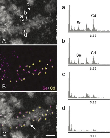 EDX mapping of QDs around tau-positive straight filaments in a case of CBD. EDX spot analysis of the section highlighted energy peaks corresponding to Se and Cd on QDs (Arrowheads a and b in panel A correspond to energy spectra a and b), but not on the background (arrowhead c) and the filament itself (arrowhead d). This pixel-based identification of Cd and Se is then extended to map the entire EM field to delineate the QD particles in relation to underlying ultrastructures. This approach produced Se (pink)- and Cd (yellow)-specific signals derived from QDs (B) as a map independent of underlying ultrastructures. The QDs were easily distinguished from a ribosome (arrow) (overlay, C). Scale bar = 50 nm.