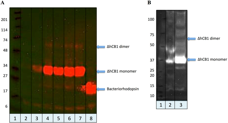 (A) Analysis of the hΔCB1his6 cell free expression optimization using anti-His western blot. Lane 2, 3, 4 represent the in vitro expression containing 0.65, 2 and 4 u/μl of Optizyme RNase inhibitor in the reaction, respectively; Lane 5, 6, 7 depicts the in vitro hΔCB1 expression from 5, 10 and 20 ng/μl of plasmid DNA (pET15hΔCB1his6) respectively; Lane 8 is the Bacteriorhodopsin positive control. (B) Anti-His western blot analysis of the cell-free expression of shΔCB1T4Lhis6 (line 2) and FlaghΔCB1T4Lhis6 (line 3) receptors. Lane 1 - Protein size markers.
