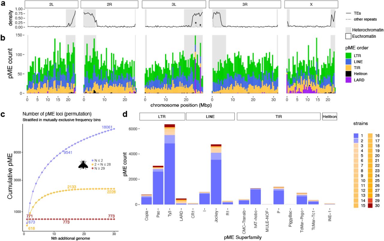 Drosophila melanogaster pME pangenome analysis.a. Genomic repeat density for TEs and simple repeats (regrouping RepeatMasker annotations: “low complexity”, “simple repeats”, and “Satellite”) as annotated on the reference genome dm6, per bin of 0.5 Mbp. Grey rectangles indicate heterochromatic regions according to Rech et al., 2022. Asterisks represent local peaks discussed in the main text. b. Distribution of pME detected by GraffiTE using 30 paired genome assemblies and long-read (ONT) sets, further genotyped with the same long-reads and GraphAligner (GT-sv-sn-GA mode). To reduce putative false-positives, pMEs with more than 1 hit on the TE library were filtered out. pME position is relative to the reference genome dm6; pME counts, per TE order and bins of 0.5 Mbp. Grey rectangle indicates heterochromatic regions according to Rech et al., 2022 c. Discovery curves for pMEs detected with GraffiTE. For each mutually exclusive frequency bin (blue: shared by 1-2 genomes, yellow: 3-28, red: 29-30), the average number of pMEs in N genomes is reported after performing 100 permutations and sampling of the genomes. d. Count of pMEs detected by GraffiTE according to their superfamily and colored by their frequency in the pangenome.