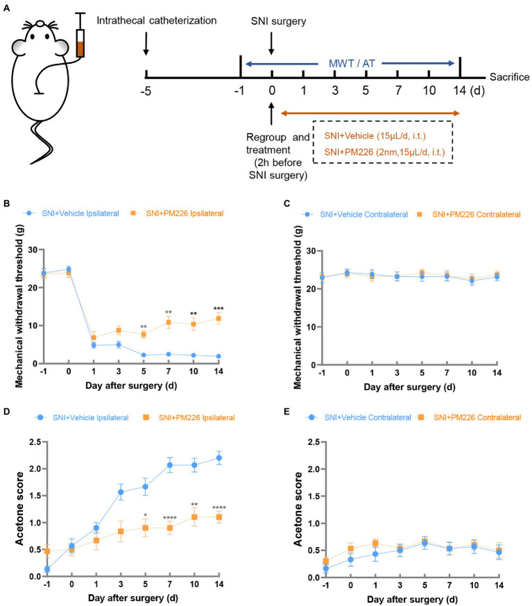 The mechanical and cold hyperalgesia were alleviated in the ipsilateral paws of rats after PM226 treatment. (A) Timeline of the experimental process. (B,D) Continuous intrathecal administration of PM226 improved the MWT (B) and decreased the acetone score (D) in the ipsilateral paws (C,E). There was no significant difference in the MWT and acetone score between the two groups after PM226 treatment (*p < 0.05, **p < 0.01, ***p < 0.001, ****p < 0.0001 compared with SNI + Vehicle group, n = 10 in each group). MWT, mechanical withdrawal threshold; AT, acetone test.