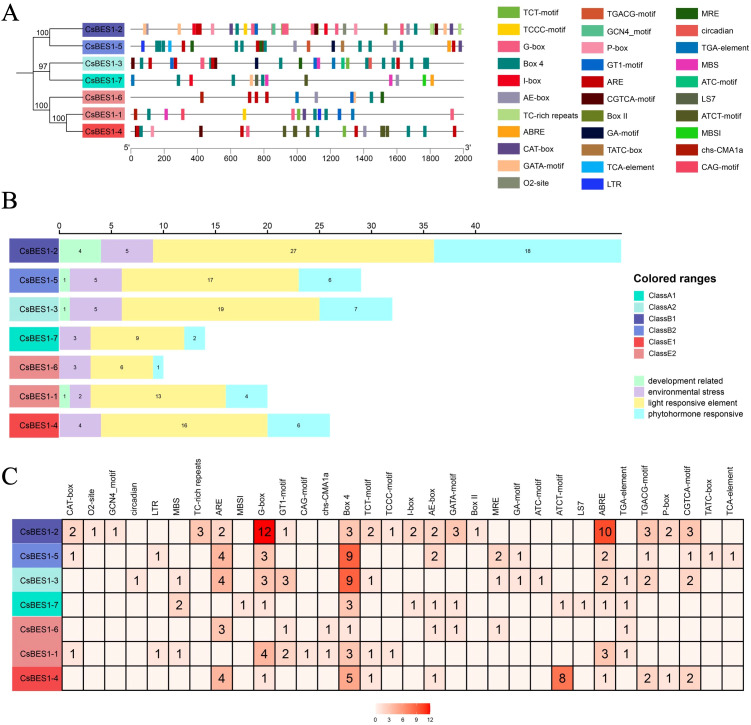 Panel A presents a phylogenetic tree and schematic diagrams of gene structures with colored motif boxes, each color representing a specific motif type as indicated in the legend. Panel B shows bar plots for CsBES gene subgroups using colored segments corresponding to functional element classes, with numbers signifying motif counts and a side legend explaining colors. Panel C displays a heatmap grid enumerating motif frequencies for each gene, with cell shading intensity reflecting higher counts.
