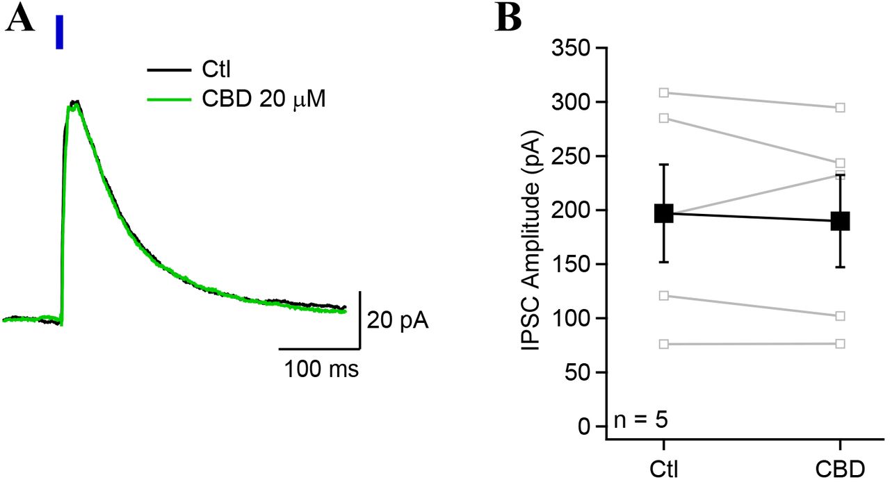 Cannabidiol does not affect the amplitude of IPSCs evoked from PV-INsA, Voltage-clamp recordings (0 mV) from a CA1-PYR showing an IPSC evoked by blue light illumination in a slice from PV-Ai32 animal. Application of CBD had no effect on the IPSC amplitude (green trace). B, Optogenetically-evoked monosynaptic IPSC amplitude was not affected by the application of CBD.