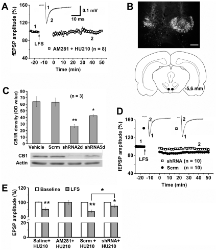 VTA CB1R mediates cannabinoid-facilitated LTD induction in the VTA.(A) Systemic pretreatment with the selective CB1R antagonist AM281 prior to daily HU210 injection blocked LFS-induced LTD in the VTA. (B) Localization of bilaterally microfusioned adenoviral vectors containing GFP into the VTA. Scale bar: 150 µm. (C) Graph (top) and immunoblotting (bottom photos) show that CB1R shRNA (shRNA), but not its scrambled sequence (Scrm), reduced CB1R expression in the VTA 2 and 5 days after intra-VTA injection. One-way ANOVA: F 3,8 = 11.949, p<0.01. * p<0.05, ** p<0.01 versus vehicle (LSD post hoc test). (D) Relative to scrambled shRNA (Scrm), CB1R shRNA (shRNA) infusion into the VTA inhibited LFS-induced LTD in HU210-treated rats. (E) Summary of LTD induction following treatment with saline, AM281, scrambled shRNA (Scrm) or CB1R shRNA (shRNA). One-way ANOVA: F 7,70 = 14.853, p<0.001. * p<0.01, ** p<0.001 (LSD post hoc test) versus baseline or between Scrm+HU210 and siRNA+HU210.