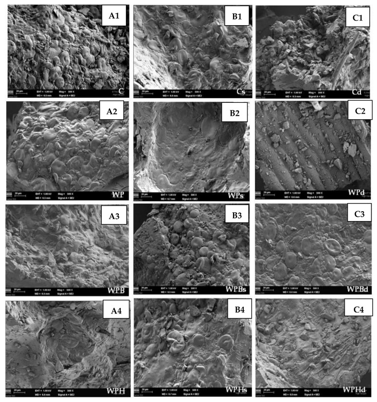 Microstructure of bread crumb samples. (A1–A4) samples obtained through direct bread making process; (B1–B4) samples obtained through indirect bread making process (sponge and dough); (C1–C4) samples obtained through indirect bread making process with dried sourdough. C-control from whole wheat flour; WP-whole wheat flour + 2% pea concentrate; WPB-whole wheat flour + 1% pea concentrate + 2% sea buckthorn ingredient; WPH-whole wheat flour + 1% pea concentrate + 2% hemp ingredient.
