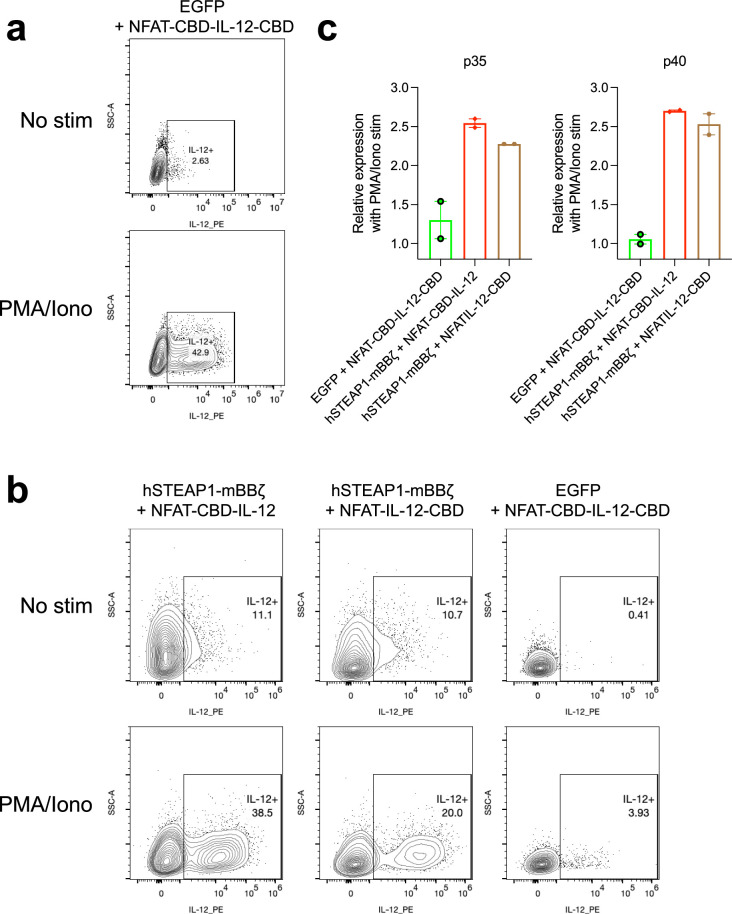 Translation and transcription of IL-12 variants in Jurkat and primary mouse T cells.(a) Jurkat cells transduced with EGFP + NFAT-CBD-IL-12-CBD gamma-retroviral vector were stimulated with PMA/Iono in the presence of Brefeldin A followed by intracellular staining of mouse IL-12. Representative contour plots of n = 2 technical replicates. (b) Primary mouse T cells transduced with the indicated gamma-retroviral vectors were stimulated with PMA/Iono in the presence of Brefeldin A followed by intracellular staining of mouse IL-12. Representative contour plots of n = 2 technical replicates. (c) Primary mouse T cells transduced with the indicated gamma-retroviral vectors were stimulated with PMA/Iono followed by RNA extraction, reverse transcription and quantitative PCR. Expression levels of mouse p35 and p40 in PMA/Iono stimulated cells relative to unstimulated cells were shown (n = 2 technical replicates). Source data