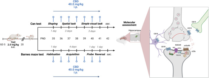 Experimental design. Starting from PND 35, adolescent CTRL and pTHC (2 mg/kg, GD 5–20) rats underwent the spatial- and the simple visual tasks of the Can test or performed the probe- and reversal tasks of the Barnes maze test. CBD (40 mg/kg i.p.) was administered 24 h prior to each experimental session. Animals were sacrificed 24 h after the last experimental task and CBD administration. GD, gestational day; PND, postnatal day; s.c., subcutaneous; i.p., intraperitoneal; THC, Δ-9-tetrahydrocannabinol; CBD, cannabidiol; sac., sacrifice; NR1, ionotropic glutamate N-methyl-d-aspartate receptors (NMDARs) NR1 subunit; NR2A, NMDARs NR2A subunit; PSD95, scaffolding protein post-synaptic density-95; mGluR5, group I metabotropic glutamate receptor 5; CB1R, cannabinoid receptor type 1; HINT1, histidine triad nucleotide-binding protein 1. Created with BioRender.com, https://app.biorender.com (accessed on 15 July 2023).