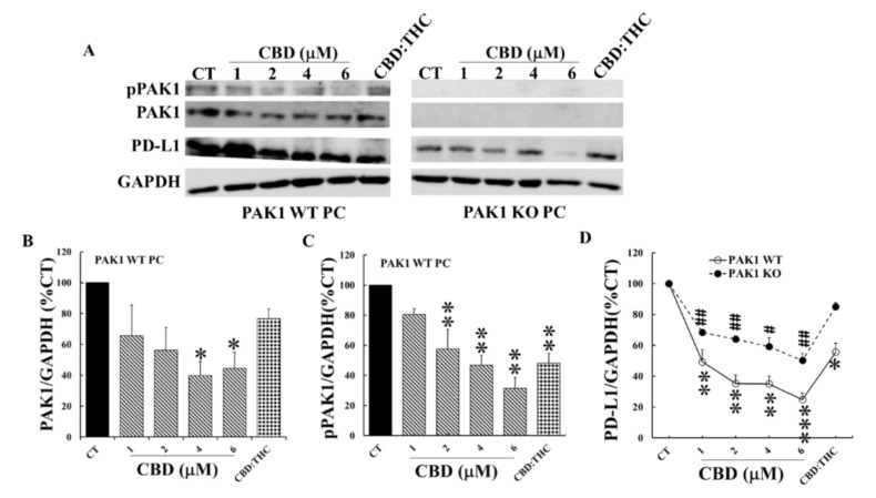 CBD and THC inhibited PD-L1 expression of PC cells by decreasing PAK1 activity. PAK1 wild type (WT) and knockout (KO) murine pancreatic cancer (PC) cells were incubated with CBD or CBD plus THC (1 µM:1 µM) for 24 h. The cells were lysed, and the cell lysates were subjected to Western blotting with antibodies against total PAK1, active phosphorylated PAK1 (pPAK1), PD-L1 and GAPDH. Two representative blots were shown in (A). The relative expression levels of PAK1 (B), pPAK1 (C) and PD-L1 (D) were calculated from three independent sets of experiments while the values obtained from the non-treated controls of PAK1 WT cells were taken as 100%. In (D), the non-treated controls for either PAK1 WT or KO were taken as 100% for the treated WT and KO cell line respectively. CT: control. *, p < 0.05; **, p < 0.01, ***, p < 0.001 compared to the values obtained from the non-treated controls of PAK1 WT cells. #, p < 0.05; ##, p < 0.01 compared to the values from the non-treated controls of PAK1 KO cells (D).