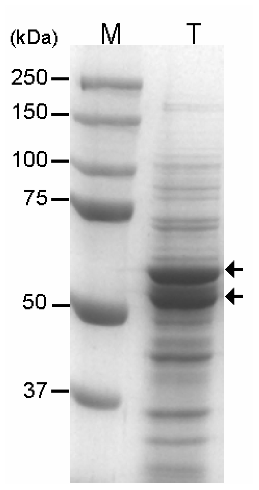 Expression of GAD fused to CBD in E. coli. Lane M, molecular weight (Mw) marker; lane T, total protein from the induced cells. The arrows indicate the position of the expressed GAD proteins.