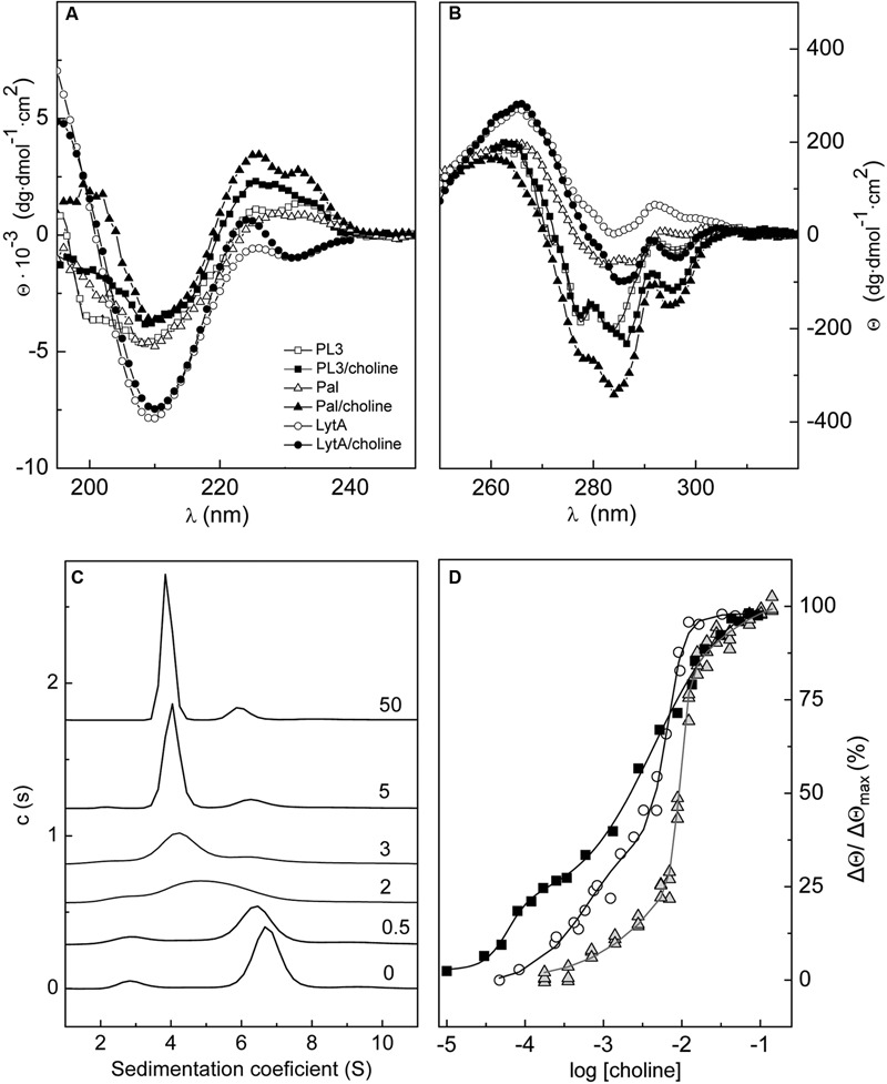 Effect of choline binding on PL3 structure. Comparison of the far- (A) and near-UV (B) CD spectra of PL3, Pal, and LytA in the absence and in the presence of 20 mM choline. (C) Effect of choline binding on PL3 association-state distribution. Increase of choline concentration shifts the monomer/dimer/tetramer equilibria of PL3 toward the dimer (s20,w = 4.1 S) with the concomitant decrease of monomer (s20,w = 3.0) and tetramer (s20,w = 6.8 S) populations. Labels indicate the choline concentration (mM). (D) CD titration curve of PL3 (squares) generated from the ellipticity changes induced at 295 nm by choline binding. Titration curves of LytA (circles; Varea et al., 2000) and Pal (triangles; Varea et al., 2004) are also depicted. Continuous lines represent the fitting of experimental data as the sum of two sigmoids with the parameters shown in Supplementary Table S1.