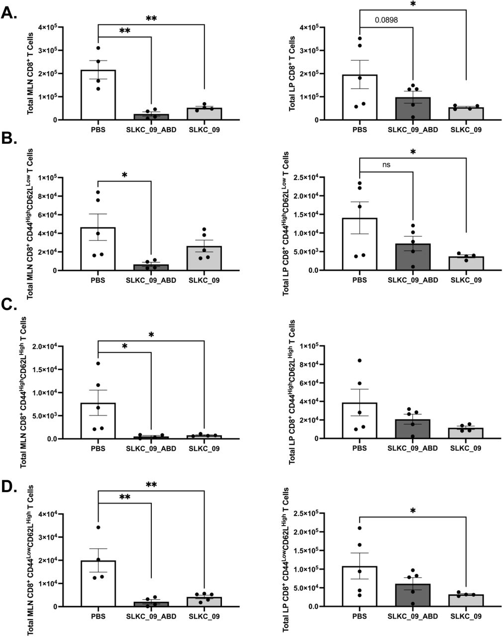SLKC_09 and SLKC_09_ABD broadly suppress CD8⁺ T cell subsets across gut-associated lymphoid compartments.Total CD8⁺ T cell numbers were quantified by flow cytometry across four phenotypically defined subpopulations in the mesenteric lymph node (MLN) and intestinal lamina propria (LP) following treatment of TNFΔARE mice with SLKC_09_ABD or SLKC_09 relative to PBS vehicle control. (A) Total CD8⁺ T cells in the MLN and LP. (B) Effector CD8⁺CD44HighCD62LLow T cells in the MLN and LP. (C) Central memory CD8⁺CD44HighCD62LHigh T cells in the MLN and LP. (D) Naïve CD8⁺CD44LowCD62LHigh T cells in the LP and MLN. Bars represent mean ± SEM of n = 5 animals per group. Statistical comparisons were made relative to PBS control. * p < 0.05; ** p < 0.01; p values shown where differences trended toward significance.