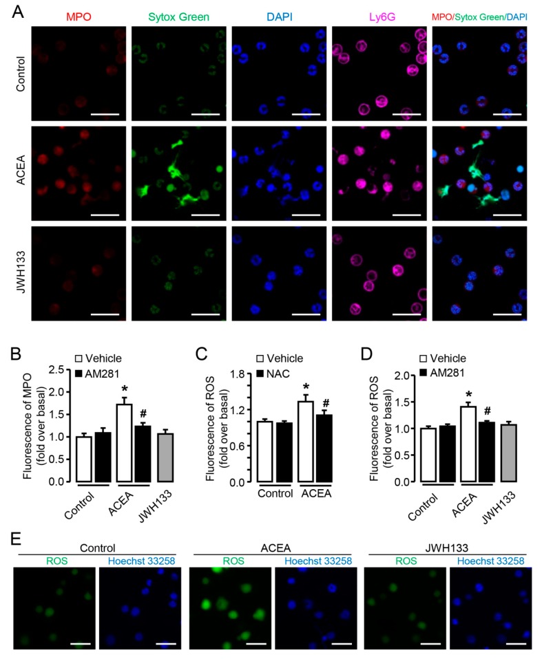 CB1 but not CB2 mediates MPO release and ROS burst in vitro. (A) Representative confocal images myeloperoxidase (MPO) (red) and Ly6G (violet) immunofluorescent staining in ACEA or JWH133-stimulated neutrophils. The nuclei were stained with SYTOX® Green (green) and DAPI (blue). Scale bars, 20μm. (B) Quantification of MPO in ACEA or JWH133-treated neutrophils. (C) ROS burst in ACEA-treated neutrophils with or without NAC. (D) ROS burst in ACEA-treated neutrophils with or without AM281. (E) ROS immunofluorescence images in ACEA- or JWH-133-treated neutrophils. Data are presented as the mean ± SEM. N = 4 per group. * p < 0.05 vs. control. # p < 0.05 vs. ACEA-treated alone.