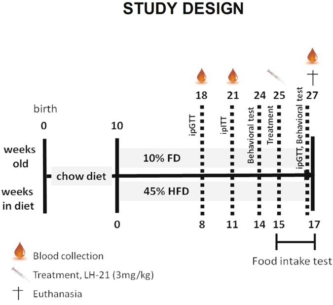 Study design. Outline representing the design of the present study. Drawings are under Creative Commons license CC0 from Pixabay.com.