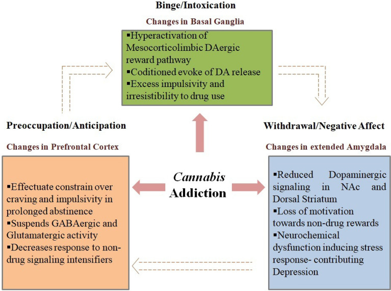 Stages of drug addiction: binge/intoxication stage, withdrawal/negative affect stage and preoccupation/anticipation stage