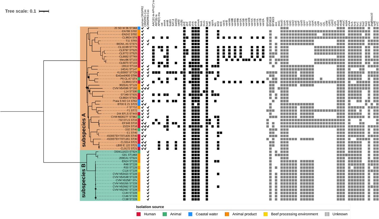 Enterococcus faecalis intraspecific phylogeny showcasing the distribution of CRISPR, antimicrobial resistance (AMR), and virulence genes across subspecies A and B.The tree was estimated using IQ-TREE under the GTR+G substitution model with 10,000 bootstrap replicates, based on SNPs extracted from the concatenated alignment of the 1,650 core genes present in all 55 sampled E. faecalis genomes. Rooted at the midpoint, the tree depicts E. faecalis subspecies A and B as the deepest divergences within the species, shown in colored ranges (subspecies A in light orange and subspecies B in light teal). Stars denote nodes with bootstrap support < 95%. Strain names are followed by their assigned sequence types (STs) in each leaf label. The colored strip adjacent to the strains indicates their respective isolation sources: human (red), animal (green), coastal water (blue), animal product (orange), beef processing environments (yellow), or unknown origin (gray). Screened genetic traits are shown as binary data in the next panels (filled shapes indicate trait presence and omitted shapes indicate absence), with CRISPR loci as checkmarks, antimicrobial resistance genes as black squares, and virulence genes as dark gray squares.