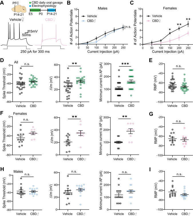 Fetal CBD exposure decreases excitability of PFC layer 2/3 pyramidal neurons in a sex specific manner.A Experimental timeline and representative traces of a stimulus train elicited by 250pA current injection for 300 ms. B, C Fetal CBD exposure decreased the intrinsic excitability of layer 2/3 pyramidal neurons in P14 females but not males (vehicle females: n = 6 cells, 1 mouse; vehicle males: n = 12 cells, 2 mice; CBD females: n = 5 cells, 1 mouse; CBD males: n = 14 cells, 2 mice; female treatment effect: P < 0.0001; Sidak’s multiple comparison, *<0.05, **<0.01). D Fetal CBD exposure did not alter spike thresholds of P14-21 mice (left, vehicle: −39.84 ± 2.613 mV, n = 25 cells, 4 mice; CBD: −35.92 ± 1.523 mV, n = 24 cells, 4 mice; Welch’s t-test, P = 0.2018). Fetal CBD exposure significantly increased membrane potential change (middle, vehicle: 24.23 ± 2.251 mV; CBD: 33.21 ± 1.963 mV; two-tailed t-test, P = 0.0043) and minimum currents (right, vehicle: 110 ± 9.574 pA; CBD: 162.5 ± 11.36; Mann–Whitney, P = 0.0007) required to evoke action potentials. E Resting membrane potential of P14-21 mice remained unchanged following fetal CBD exposure (vehicle: −64.07 ± 2.008 mV, n = 25 cells, 4 mice; CBD: −68.06 ± 1.773 mV, n = 25 cells, 4 mice; Mann–Whitney test, P = 0.1261). F The effect of fetal CBD exposure on changes of membrane potential (vehicle: 20.76 ± 2.826 mV, n = 12 cells, 2 mice; CBD: 35.19 ± 3.963, n = 10 cells, 2 mice; two-tailed t-test, P = 0.0066) and minimum current for action potential firing stemmed from females (vehicle: 100 ± 8.704 pA, n = 12 cells, 2 mice; CBD: 188.9 ± 20.03 pA, n = 10 cells, 2 mice; Welch’s t-test, P = 0.0018). G Resting membrane potential was unchanged in females following fetal CBD exposure (vehicle: −65.97 ± 2.966 mV, n = 12 cells, 2 mice; CBD: −67.16 ± 3.506 mV, n = 10 cells, 2 mice; two-tailed t-test, P = 0.6370). H, I Male mice showed no significant differences in spike threshold (vehicle: −35.81 ± 3.321 mV, n = 13 cells, 2 mice; CBD: −36.65 ± 1.725 pA, n = 15 cells, 2 mice; Mann–Whitney test, 0.7856), change in membrane potential (vehicle: 27.43 ± 3.309 mV; CBD: 32.02 ± 2.115 mV; Mann–Whitney test, P = 0.0648),and minimum currents for action potential spikes (vehicle: 119.2 ± 16.54 pA; CBD: 146.7 ± 12.41 pA; two-tailed t-test, P = 0.1893), or resting membrane potential (vehicle: −63.24 ± 2.820 mV; CBD: −68.67 ± 1.910, Mann–Whitney test, P = 0.0977). *P < 0.05, **P < 0.01, ***P < 0.001; error bars represent SEM. n.s. not significant.