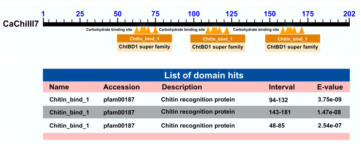 Schematic representation of the conserved domains present in the CaChiIII7 protein. The scale bar indicates the length of protein (aa). The details of conserved domains were retrieved from online tool Conserved Domain Database (CDD) [59].