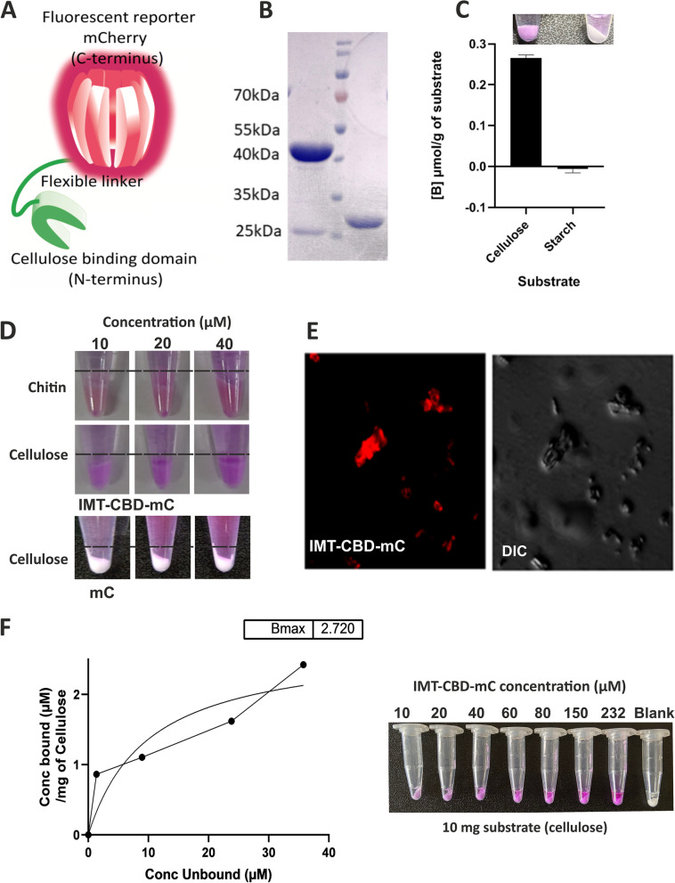 Development and characterization of a new tool for staining cellulose in biofilms. (A) Design of IMT-CBD-mC. In this probe, CBD of CenA from C. fimi is linked to mCherry through an octa-glycine linker. (B) IMT-CBD-mC (left to the marker) and mCherry (right to the marker) were purified after overexpression in E. coli. Molecular weights on the marker are shown to the left, and the middle lane represents the marker (C). This probe was used to stain cellulose (left tube in the panel) and starch (right tube in the panel). 10 µM of the protein was incubated with 10 mg of cellulose and starch and incubated at 4˚C overnight. The amount of protein bound to the substrate ([B] µmol/g of the substrate) was quantitated using fluorescence from mCherry. A representative image of the IMT-CBD-mC binding to either substrate is shown above the graph (D) Binding of IMT-CBD-mC to chitin and cellulose to increasing concentrations of the protein (left to right). To test if the binding to cellulose is due to CBD and not due to mCherry, cellulose was stained with either of the purified proteins. Only IMT-CBD-mC was observed to bind to cellulose and chitin (i). (E) Purified IMT-CBD-mC was used to stain cellulose and visualized using fluorescence microscopy. The left panel shows the fluorescence of IMT-CBD-mC bound to cellulose, and the right panel shows a differential interference contrast (DIC) image of the stained cellulose crystals. (F) Solution depletion isotherm of IMT-CBD-mC against cellulose indicates that the IMT-CBD-mC probe effectively binds cellulose as its substrate. Y-axis ([B] µmol/g of the substrate) indicates bound protein per gram of cellulose; an X-axis indicates free ([F]) protein in the solution after binding. The Bmax value of the fitted curve is indicated at the top of the graph. A graph with a closed circle represents the actual data, and a line curve shows the mathematical model fitting with the data
