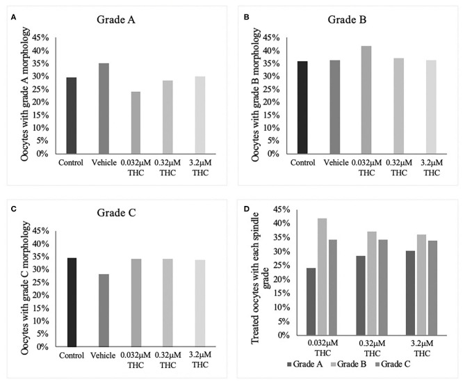 Spindle morphology assessment in metaphase II oocytes. (A) Oocytes with grade A spindles. (B) Oocytes with grade B spindles. (C) Oocytes with grade C spindles. (D) Proportion of each oocyte grade per treatment group. Oocytes were matured in media containing THC doses representing therapeutic cannabis use [low (THC) (0.032 μM)] and recreational cannabis use [mid (THC) (0.32 μM), high (THC) (3.2 μM)] in addition to a vehicle and control group for 24 h. Following denuding, oocytes displaying polar body extrusion were deemed at metaphase II and underwent immunocytochemistry staining for spindles. Spindle and chromosome morphology were graded and categorized, with grade A oocytes having chromosomes aligned on the metaphase plate and organized spindles. Grade C oocytes had misaligned chromosomes and disorganized spindles. Seventeen replicates of at least 5 oocytes/group were examined for a total of 70 and 83 oocytes/group. Bars represent the proportion of oocytes in each group.