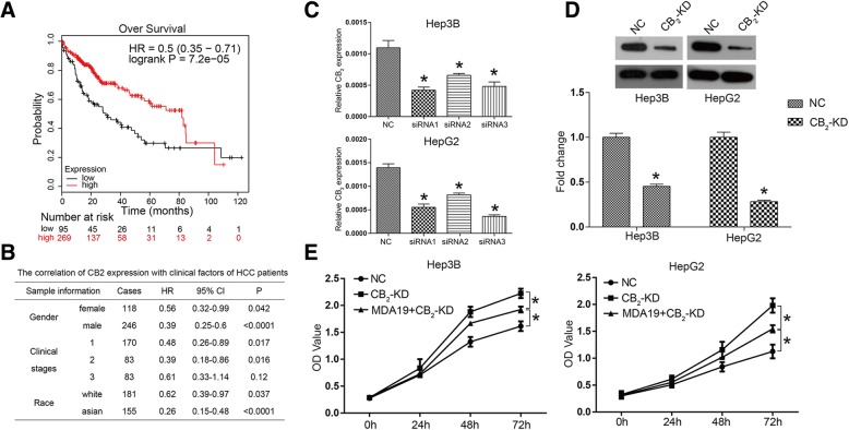 CB2 high expression represented a better prognosis of HCC patients and CB2 knockdown reversed the inhibition of HCC cell proliferation induced by MDA19. a Kaplan-Meier plotter (http://kmplot.com/analysis/) is a bioinformatics website that assesses the effect of 54,675 genes on survival using 10,461 cancer samples. The survival curves of HCC patients with high or low CB2 mRNA level were acquired by searching on Kaplan-Meier plotter; (Affy id/Gene symbol: 1269_s_at; Survival: RFS (n = 364); Follow up threshold: all; and Auto select best cutoff and user selected probe set were selected to generate these figures); (b) The correlation of CB2 expression with clinical factors of HCC patients; (c) Three siRNAs targeting CB2 were synthesized and introduced into Hep3B and HepG2 cells. The mRNA expression of CB2 was detected by qRT-PCR. d CB2 was knocked down by using RNAi technology and western blot was used to detect the interference efficiency on protein level; (e) CCK8 was used to detect cell proliferation of HCC cells in NC (negative control), CB2-KD and MDA19 + CB2-KD groups. NC: HCC cells were transfected with siNC (50nM); CB2-KD: HCC cells were transfected with CB2 siRNA (50nM); MDA19 + CB2-KD: HCC cells were transfected with CB2 siRNA (50nM) and treated with MDA19 (30μM for Hep3B and 40μM for HepG2). All experiments were performed at 3 times. *P < 0.05