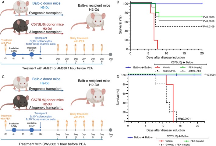 Receptors involved in the effect of PEA treatment on survival of mice submitted to Graft‐versus‐host disease. (A) Procedure of disease induction, previously irradiated BALB‐c mice received either allogeneic or syngeneic splenocytes (3 × 107) and bone marrow cells (1 × 107), thus developing or not GVHD, respectively. GVHD occurs due to differences in MHC I from BALB‐c (H2‐Dd) and C57BL/6J (H2‐Db) mice. GVHD mice received treatment with AM251 or AM630 1 h before PEA treatment. (B) Percentage of survival of mice receiving daily treatment of PEA 5 mg/kg (green line), AM251 1 mg/kg + PEA 5 mg/kg (dashed black line) and AM630 1 mg/kg + PEA (1 mg/kg) (continuous black line) *p < 0.05 compared to vehicle (red line). (C) Procedure of disease induction. GVHD mice received treatment with GW9662 1 h before PEA treatment. (D) Percentage of survival of mice receiving daily treatment of PEA 5 mg/kg (green line), GW9662 1 mg/kg + PEA 5 mg/kg (dashed black line) *p < 0.05 compared to vehicle and # p < 0.05 compared to PEA treatment alone. n = 10 results from two different experiments. Treatment was performed from Day 0 until the end of the experiment. Survival was verified by Log‐rank (Mantel‐Cox) test and groups were considered different only when p value was < 0,05.