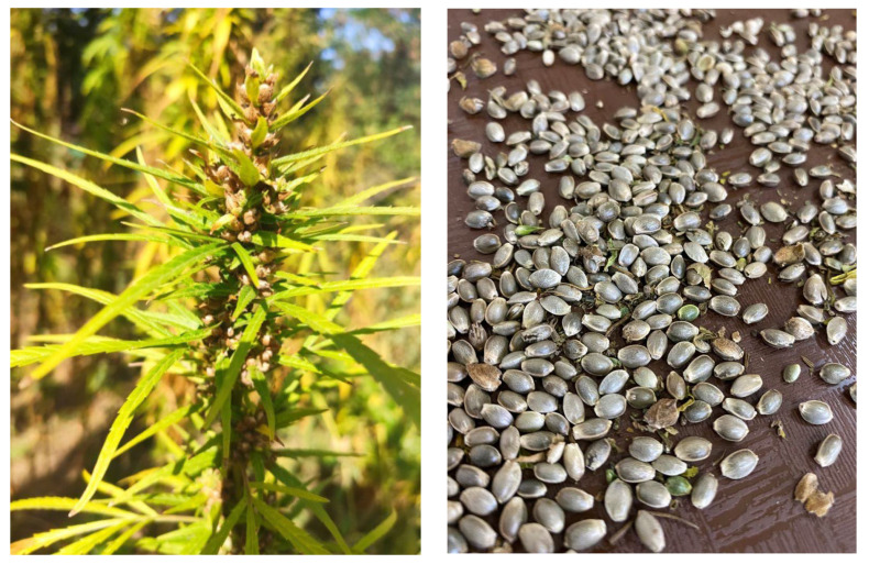 (Original) Cannabis sativa, ‘Zenit’ variety.
