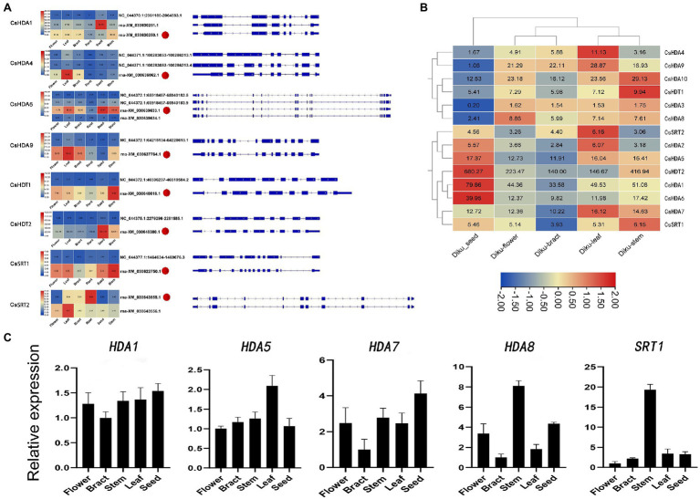 (A) Alternative splicing isoforms and the expression pattern of eight CsHDAC genes. Red dots refer to the selected reference isoforms. (B) The gene expression profile of CsHDACs in the seed, flower, bract, leaf, and stem. The row scale on the values has been performed, and the FPKM value of each gene was presented in the figure. (C) Expression patterns of the selected CsHDACs genes in the flower, bract, stem, leaf, and seed. The characters on the x axis indicate different organs and tissues. The y axis shows the relative level of gene expression. The EF1-α gene was used as an internal reference.