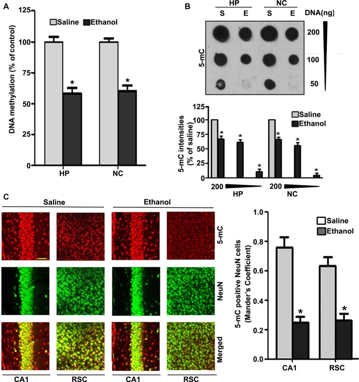 Treatment of postnatal day 7 (P7) mice with ethanol reduces DNA methylation in the brain. (A) Global DNA methylation was reduced by ethanol treatment. Global DNA methylation quantification in DNA from the hippocampus (HP) and neocortex (NC) obtained 8 h after the first saline or ethanol injection. For the 0 h ethanol group, saline was injected. (*p < 0.05, n = 10 pups/group). (B) Global 5-mC-specific dot-blot intensities of genomic DNA prepared from the HP and NC (200 ng, 100 ng and 50 ng of genomic DNA) of P7 mice after treatment with saline or ethanol (8 h). The 5-mC-specific dot-blot intensities (%) compared with the saline controls (*p < 0.01 vs. Saline, n = 8 pups/group). (C) Free-floating coronal brain sections (HP and RSC) from both the groups (saline and 8 h ethanol) were subjected to immunohistochemistry with anti-mouse 5mC and anti-rabbit NeuN antibodies to label 5-mC-positive NeuN in neurons. Mander’s coefficient analysis was used to evaluate 5-mC-positive NeuN neurons in the CA1 and RSC brain regions. (*p < 0.01 vs. Saline, n = 6 pups/group). Scale bars = 10 μm. Error bars, SEM (one-way analysis of variance (ANOVA) with Bonferroni’s post hoc test).