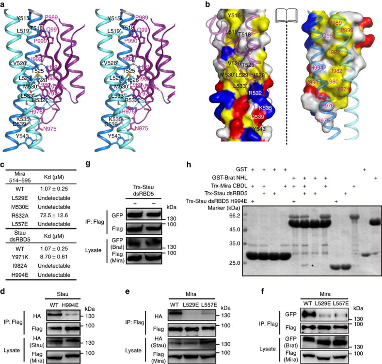 The interface of the Mira514–595/Stau dsRBD5 complex.(a) Stereoview showing the interaction details between Mira514–595 and Stau dsRBD5. Dotted lines denote hydrogen bonds and salt bridge interactions. (b) Open-book view of the Mira514–595/Stau dsRBD5 complex showing the surface complementation between the coiled-coil dimer and dsRBD5. In this drawing, the hydrophobic residues are coloured in yellow, the positively charged residues in blue, the negatively charged residues in red, and the rest of the amino acids in grey. (c) Summary of the bindings between wild type and various Mira514–595 and Stau dsRBD5 mutants derived from ITC analyses. Also see Supplementary Fig. 3. (d–f) HEK293T cells were transfected with full-length Flag-Mira and either HA-Stau or GFP–Brat. Uncropped blots are shown in Supplementary Fig. 6. (d) MiraWT could coimmunoprecipitate with StauWT, but not StauH994E. (e) MiraL529E and MiraL557E could not coimmunoprecipitate with StauWT. (f) L529EMira or L557EMira mutation abolished or significantly impaired the interaction between Mira and Brat. (g) Competition assay. HEK293T cells were cotransfected with full-length Flag-Mira and GFP–Brat. Lysates were loaded on the anti-Flag M2 affinity gel, and further incubated with or without 0.8 mg purified Trx-Stau dsRBD5. Presence of an excess amount of Trx-Stau dsRBD5 did not interfere with the interaction between Flag-Mira and GFP–Brat. (h) GST Pull down assay. GST-tagged Brat NHL domain could only form a complex with wild-type Stau dsRBD5 (but not the H994E mutant) in the presence of Mira CBDL. Stau dsRBD5 pulled down by GST-tagged Brat NHL via the bridging of Mira CBDL was indicated with a star.