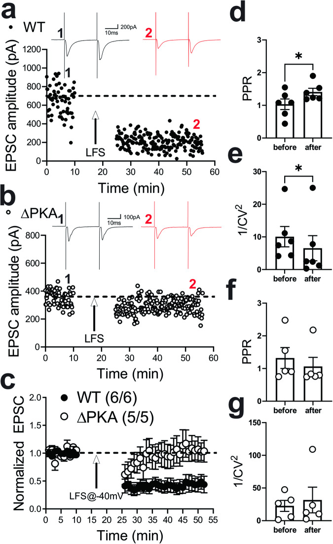 Genetic disruption of AKAP150-anchored PKA impaired eCB-LTD induction in LHb neurons.a, b Single experiments showing induction of LTD recorded in LHb neurons from WT (a) and ΔPKA (b) mice. At the arrow, LTD was induced using LFS while cells were depolarized at −40 mV. Insets: averaged EPSCs before (black, labeled as 1) and 25 min after LFS (red, labeled as 2). In this and all figures, ten consecutive traces from each condition were averaged for illustration as inset. Calibration: 100–200 pA, 10 ms. c Average LTD experiments with corresponding PPRs (d, f) and 1/CV2 (e, g) in LHb neurons recorded from WT (filled symbols, n = 6 cells from 6 mice) and ΔPKA (open symbols n = 5 cells from 5 mice). Mixed-effects ANOVA and two-tailed unpaired Student’s t-test, *p < 0.05, *p < 0.01).