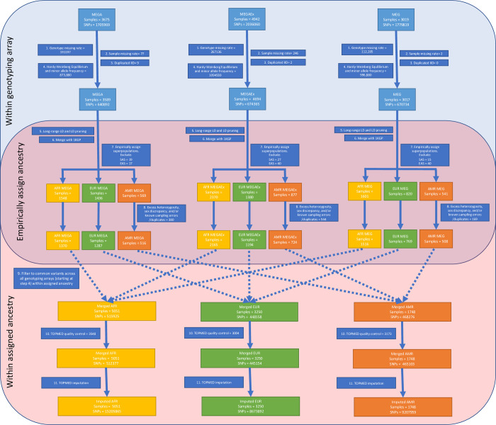 Flow diagram for sample inclusion based on genotype quality control, empirically assigned ancestry, and genotype imputation for samples with genotype data in CNICS.AFR = African; AMR = Ad Mixed American; EAS = East Asian; EUR = European; SAS = South Asian MAF = Minor allele frequency.