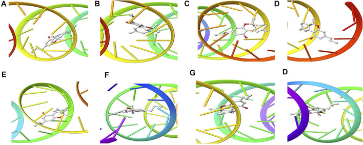 3D Interaction of tetraydrocannabivarin with Initiation and Termination Sequence of the Viral Proteins. A = Nucleocapsid Phosphoprotein Translation Initiation Site; B = Envelope Protein Translation Initiation Site; C = Envelope Protein Translation Termination Site; D = Nucleocapsid Phosphoprotein Translation Termination Site; E = ORF1ab Translation Initiation Site; F = ORF1ab Translation Termination Site; G = Surface Glycoprotein Translation Termination Site; H = Surface Glycoprotein Translation Initiation Site.
