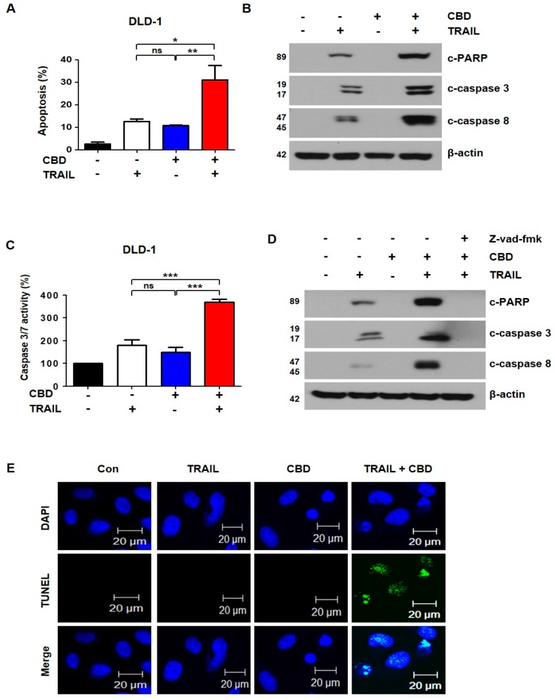 Effect of combined cannabidiol and TRAIL on TRAIL-induced apoptosis of DLD-1 cells. (A) DLD-1 cells were treated with 4 μM cannabidiol and/or 10 ng/mL TRAIL for 24 h. Flow cytometry using double staining with annexin V and PI was performed. Bar graphs representing the proportion of apoptotic cells are shown. Data are expressed as means ± SEM. (B) Effect of combined treatment with cannabidiol and TRAIL on levels of apoptosis-associated proteins. (C) Caspase3/7 activities were measured by ELISA-based luminescence assays following treatment with cannabidiol and/or TRAIL. (D) DLD-1 cells were treated with cannabidiol and/or TRAIL in the absence or presence of 25 μM z-VAD-fmk for 24 h. PARP, caspase-3, caspase-8, and β-actin protein expression levels were determined by western blot. β-actin was used as a loading control. (E) Terminal deoxyribonucleotidyl transferase-mediated dUTP nick end labeling (TUNEL) assay was used to evaluate apoptosis in DLD-1 cells. Cells were pretreated with or without 4 µM cannabidiol for 24 h and then exposed to TRAIL at 10 ng/mL for 4 h. * p < 0.05; ** p < 0.01; *** p < 0.001. CBD, cannabidiol; ns, not significant.