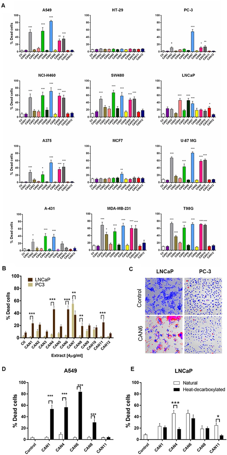 Differential effect of different Cannabis extracts on the survival of various cancer cells.Cancer cell lines of various tumor origins were treated with 4 µg/ml of 12 different Cannabis extracts for 24 h. Data are reported as mean ± SE of % dead cells out of total cells (N=7). (A) The effect of different Cannabis extracts on cell lines A549, NCI-H460, A375, A-431, SW480, HT-29, MCF7, MDA-MB-231, LNCaP, PC-3, U-87 MG and T98G. Asterisks represent statistically significant differences compared to control (*P < 0.05, **P < 0.005, ***P < 0.0005; one-way ANOVA). (B) A comparison between the effect of Cannabis extracts on PC-3 and LNCaP prostate carcinoma cell lines. Asterisks indicate statistically significant differences between LNCaP and PC-3 cell lines (*P < 0.05, **P <0.005, *P < 0.0005; two-way ANOVA with Bonferroni's post hoc multiple comparisons test) (C) Representative fluorescent images overlaid onto transmitted light images of LNCaP and PC-3 prostate cancer cells treated with or without (control) 4 µg/ml of CAN6 (blue- Hoechst- all cells, red- PI- dead cells). (D-E) A comparison between the effect of neutral (white columns) and heat-decarboxylated (black columns) phytocannabinoid contents of Cannabis extracts on A549 and LNCaP cells. Asterisks indicate statistically significant differences between extracts (*P < 0.05, **P < 0.005, ***P < 0.0005; two-way ANOVA with Bonferroni's post hoc multiple comparisons test).
