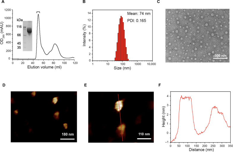 Characterization of DrBphP-CBD.(A) SEC profile of purified DrBphP-CBD from a Superdex 200 16/600 column and corresponding SDS-PAGE analysis (inset). (B) Determination of average hydrodynamic diameter of DrBphP-CBD via DLS. (C) Visualization of DrBphP-CBD using negative stain TEM. (D and E) The morphology of DrBphP-CBD determined by AFM. (F) Height profile analysis along a designated line in (E). OD280, optical density at 280 nm. mAU, milli-absorbance units. PDI, polydispersity index.