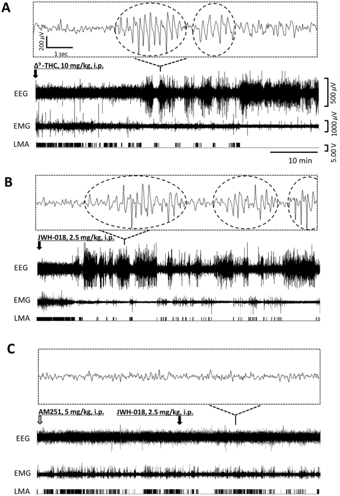 Effect of cannabinoids in mice. The arrow indicates the time of i.p. injection. (A) Injection of ∆9-THC (10 mg/kg) resulted in a high-amplitude EEG shortly after administration. In a magnified view, high-amplitude EEG seizure spikes (in dashed circles) were detected. EMG and LMA were decreased during this period. (B) Injection of the synthetic cannabinoid JWH-018 (2.5 mg/kg) also resulted in high-amplitude EEG and produced seizures, while EMG and LMA were low. (C) Pretreatment with the CB1R-specific antagonist AM-251 (5 mg/kg) 30 min before JWH-018 (2.5 mg/kg) prevented EEG seizures and EMG/LMA suppression. (A–C) n = 6.