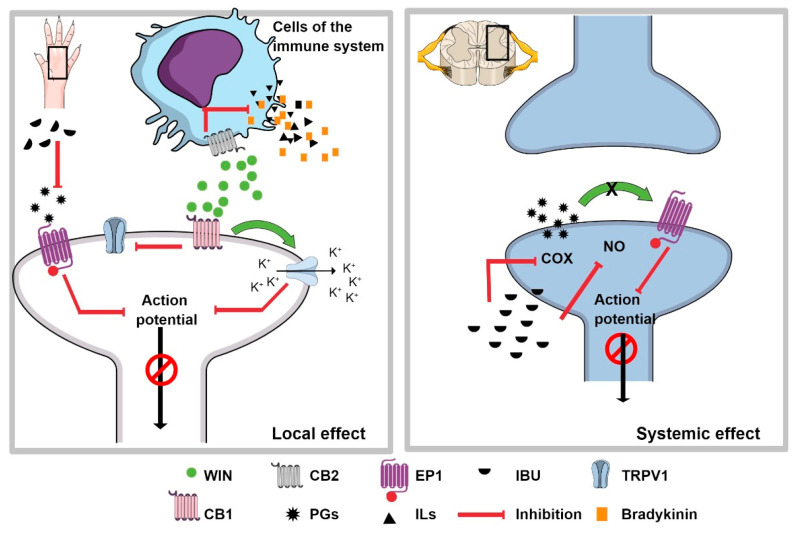 The synergism of IBU + WIN. The left side shows the possible mechanism of the local effect of WIN and IBU, the latter representing the inhibition of the synthesis of prostaglandins (PGs), which causes the non-sensitization of the nociceptor. In addition, when the CB2 receptor, located on immune system cells, is activated by WIN, it inhibits the release of pain and inflammatory mediators, which prevents nociceptor sensitization. When the CB1 receptor interacts with WIN, the βγ-dimer can open potassium channels to hyperpolarize the nociceptor. In addition, it can also inhibit the TRPV1 receptor. All of these events inhibit the nociceptive signal. The right inset represents the possible mechanism at the spinal level, where systemically administered IBU can inhibit the synthesis of PGs and nitric oxide (NO), which centrally inhibits the transmission of the nociceptive signal. These mechanisms would explain the synergism observed with the combination IBU + WIN administered systemically and locally, respectively.
