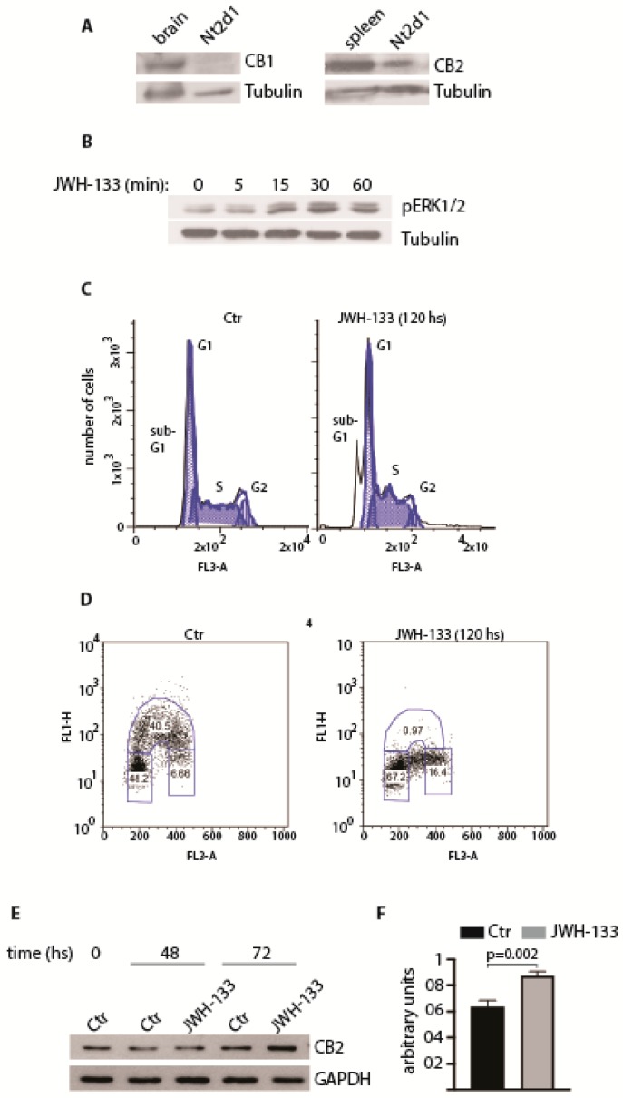 Cannabinoid receptor CB2 in embryonal carcinoma. (A) Expression of CB1 and CB2 receptors in Nt2d1 cell line. Mouse brain and spleen were used as positive controls for the expression of CB1 and CB2, respectively. (B) Analysis of the activation of ERK pathway following the stimulation with 1 µM JWH-133 at the indicated time points. In (A) and (B), tubulin was used as loading control. (C) Cell cycle profile of Nt2d1 cells in untreated and JWH-133 treated cells (1 µM), at the indicated time point. The sub-G1 pick is indicative of nuclear fragmentation. (D) Chronic exposure of Nt2d1 cells at 1 µM JWH-133 causes an arrest at the G1/S phase of the cell cycle. (E) Expression of CB2 receptor following chronic exposure of Nt2d1 cells at 1 µM JWH-133 for the indicated time frames. The expression of glyceraldehyde 3-phosphate dehydrogenase (GAPDH) was used as loading control. (F) Densitometric analysis of CB2 expression treatment of Nt2d1 cells with 1 µM JWH-133 for 72hs. CB2 expression was normalized against the loading control (GAPDH). Data are mean value ± s.d. of three independent experiments. Statistical analysis was performed using a unpaired two-tail Student’s t-test (p < 0.05; Barchi and Grimaldi, unpublished data).