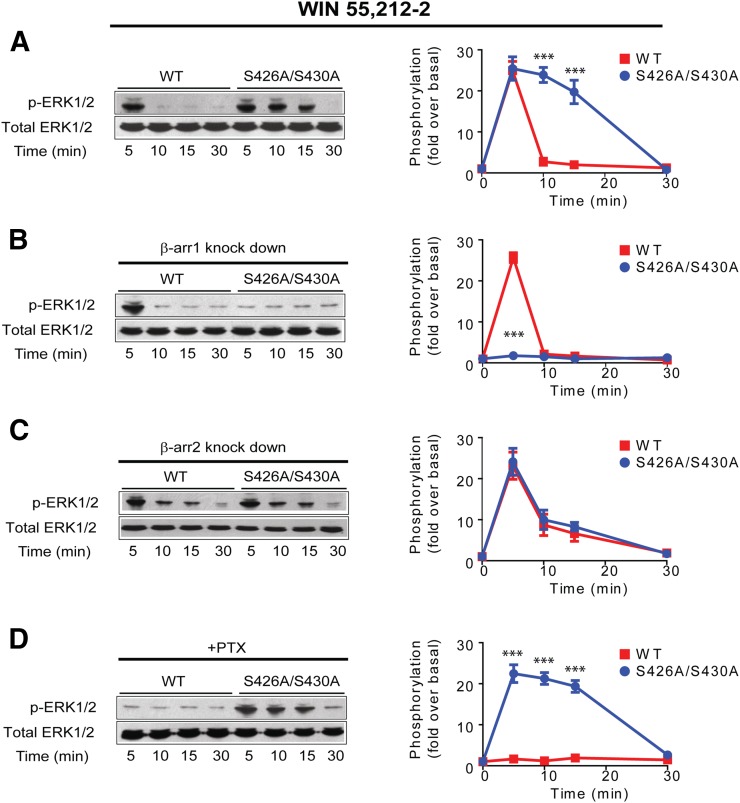 WIN induced signaling from CB1R S426A/S430A is biased to β-arrestins. (A) HEK293 cells expressing SEP-CB1Rs or S426A/S430A were exposed to 1 μM WIN 55212-2 for 5, 10, 15, and 30 minutes. Cell lysates were analyzed using Western blots with phospho-ERK1/2 (p-ERK1/2, top panel) or total ERK1/2 (bottom panel). Representative Western blot images and analysis of ERK1/2 phosphorylation are shown. Time course showing ERK1/2 phosphorylation levels in the wild-type (red) and S426A/S430A (blue) receptors. (B) HEK293 cells expressing SEP-CB1Rs or the S426A/S430A receptor were cotransfected with β-arrestin 1 siRNA and exposed to WIN. The quantified time course shows complete abrogation of signal in the mutant receptor. (C) HEK293 cells expressing SEP-CB1Rs or S426A/S430A were cotransfected with β-arrestin 2 siRNA and exposed to WIN. Graph provide quantified time course for the wild-type and mutant receptor. (D) HEK293 cells expressing SEP-CB1Rs or S426A/S430A were pretreated with PTX (16 hours). Quantified time course indicates complete inhibition of phosphorylation in the wild-type receptor. Data represent the mean ± S.E.M. of at least three independent experiments. Statistically significant differences between the wild-type and mutant receptor were assessed using one-way analysis of variance and Bonferroni’s post hoc test. ***P < 0.005.