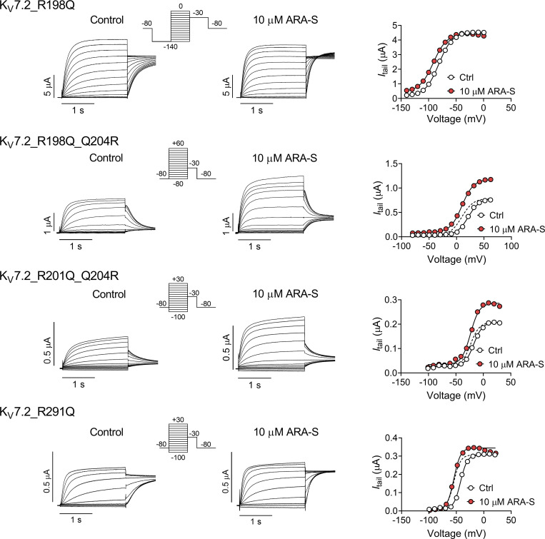 Specific charge-neutralizing mutation in hKV7.2 reduces ARA-S effect. Representative current traces and corresponding G(V) curve for indicated mutants before and after application of 10 µM ARA-S. Insert of used voltage clamp protocol. Note the unstable current amplitude of hKV7.2_R198Q, which prevented GMAX determination.