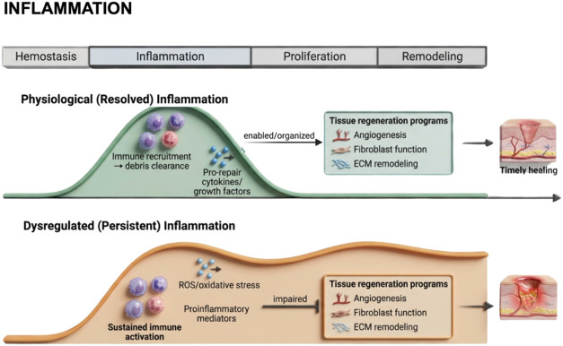 Schematic overview of the natural versus dysregulated course of inflammation during wound healing. Under physiological conditions, wound healing proceeds through a tightly coordinated sequence of overlapping phases, hemostasis, inflammation, proliferation, and remodeling, that collectively restore tissue structure and function. Controlled inflammation plays a pivotal role in initiating repair by recruiting immune cells, clearing debris, and releasing cytokines and growth factors that guide subsequent regenerative events. In contrast, when inflammatory stimuli persist or become excessive, this delicate balance is disrupted, leading to prolonged immune activation, oxidative stress, and the overproduction of proinflammatory mediators. Such dysregulation impairs angiogenesis, fibroblast function, and extracellular matrix remodeling, ultimately resulting in delayed or chronic wound healing. The illustration highlights the key cellular and molecular differences between the natural and pathological inflammatory trajectories and their respective outcomes in tissue repair. Created in BioRender. de Avila, E. (2026) https://BioRender.com/lmp1tiu. License: YM29ED40J1.