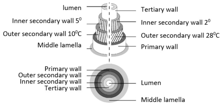 Structure of the elementary hemp fibre. (top image) Longitudinal section; (bottom image) Cross-section of fibre [28].